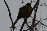 White- eared honey eater - Berringa Sanctuary 