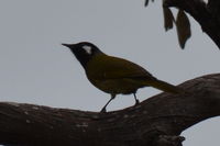 White- eared honey eater - Berringa Sanctuary 