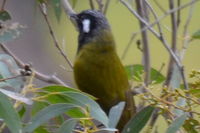 White- eared honey eater - Berringa Sanctuary 