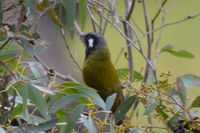 White- eared honey eater - Berringa Sanctuary 