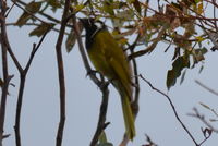 White- eared honey eater - Berringa Sanctuary 