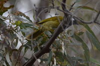 White- eared honey eater - Berringa Sanctuary 