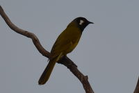 White- eared honey eater - Berringa Sanctuary 