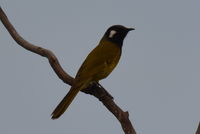 White- eared honey eater - Berringa Sanctuary 