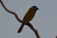 White- eared honey eater - Berringa Sanctuary 