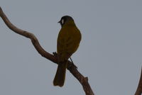 White- eared honey eater - Berringa Sanctuary 