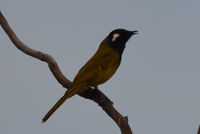 White- eared honey eater - Berringa Sanctuary 