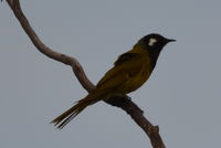 White- eared honey eater - Berringa Sanctuary 