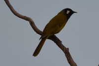 White- eared honey eater - Berringa Sanctuary 