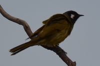 White- eared honey eater - Berringa Sanctuary 