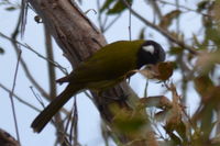 White- eared honey eater - Berringa Sanctuary 