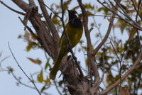 White- eared honey eater - Berringa Sanctuary 