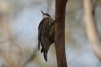 White-throated Treecreeper The Block Berringa