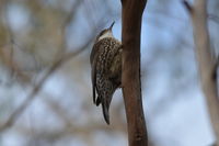 White-throated Treecreeper The Block Berringa