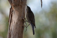 White-throated Treecreeper The Block Berringa