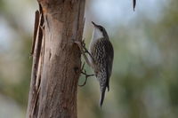 White-throated Treecreeper The Block Berringa