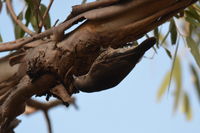 White-throated Treecreeper The Block Berringa