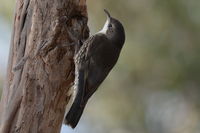 White-throated Treecreeper The Block Berringa