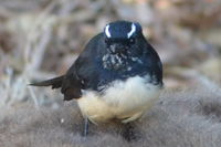 Willie Wag Tail - Yanchep National Park- W.A