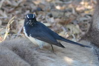 Willie Wag Tail - Yanchep National Park- W.A