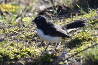 Willie Wagtail - The Block Berringa