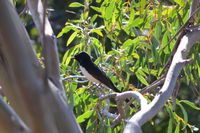 Willy Wagtail - Pails for Scales Unique Pets