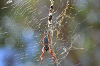 Yanchep National Park - Orb Weaving Spider - W.A 