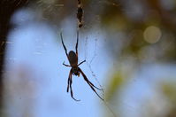 Yanchep National Park - Orb Weaving Spider - W.A 