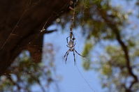 Yanchep National Park - Orb Weaving Spider - W.A 