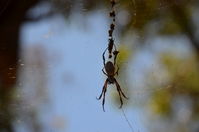 Yanchep National Park - Orb Weaving Spider - W.A 