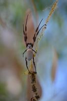Yanchep National Park - Orb Weaving Spider - W.A 