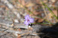 Yanchep National Park - Twining Fringe Lily - W.A