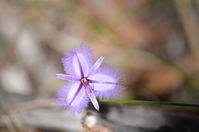 Yanchep National Park - Twining Fringe Lily - W.A