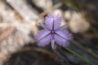 Yanchep National Park - Twining Fringe Lily - W.A