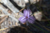 Yanchep National Park - Twining Fringe Lily - W.A