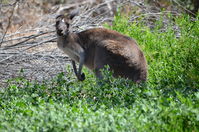 Yanchep National Park W.A