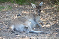 Yanchep National Park W.A