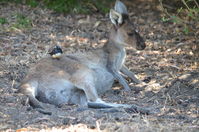 Yanchep National Park W.A