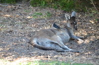 Yanchep National Park W.A