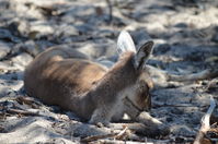 Yanchep National Park W.A