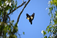 Yanchep National Park W.A