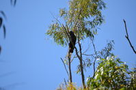 Yanchep National Park W.A