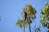 Yanchep National Park W.A