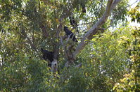 Yanchep National Park W.A