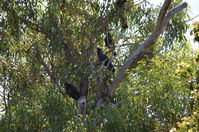 Yanchep National Park W.A