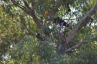 Yanchep National Park W.A