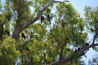 Yanchep National Park W.A