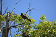 Yanchep National Park W.A