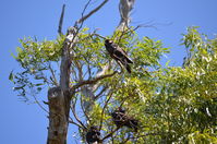 Yanchep National Park W.A