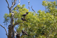 Yanchep National Park W.A